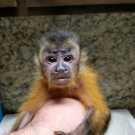 Male and Home trained Female Capuchin Monkey