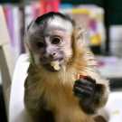 Male and Home trained Female Capuchin Monkey