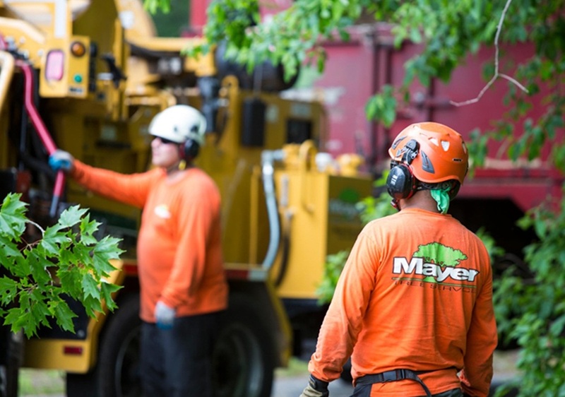 Complete Tree Care & Removal Service in Cambridge, MA