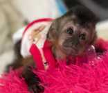 Female / Male 14 Weeks Capuchin Monkey Ready