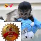 Potty trained 13weeks Baby Capuchin monkey for adoption,