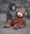 Adorable Lovely Capuchin and Potty trained Monkey