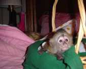 Three months Female/Male trained Capuchin