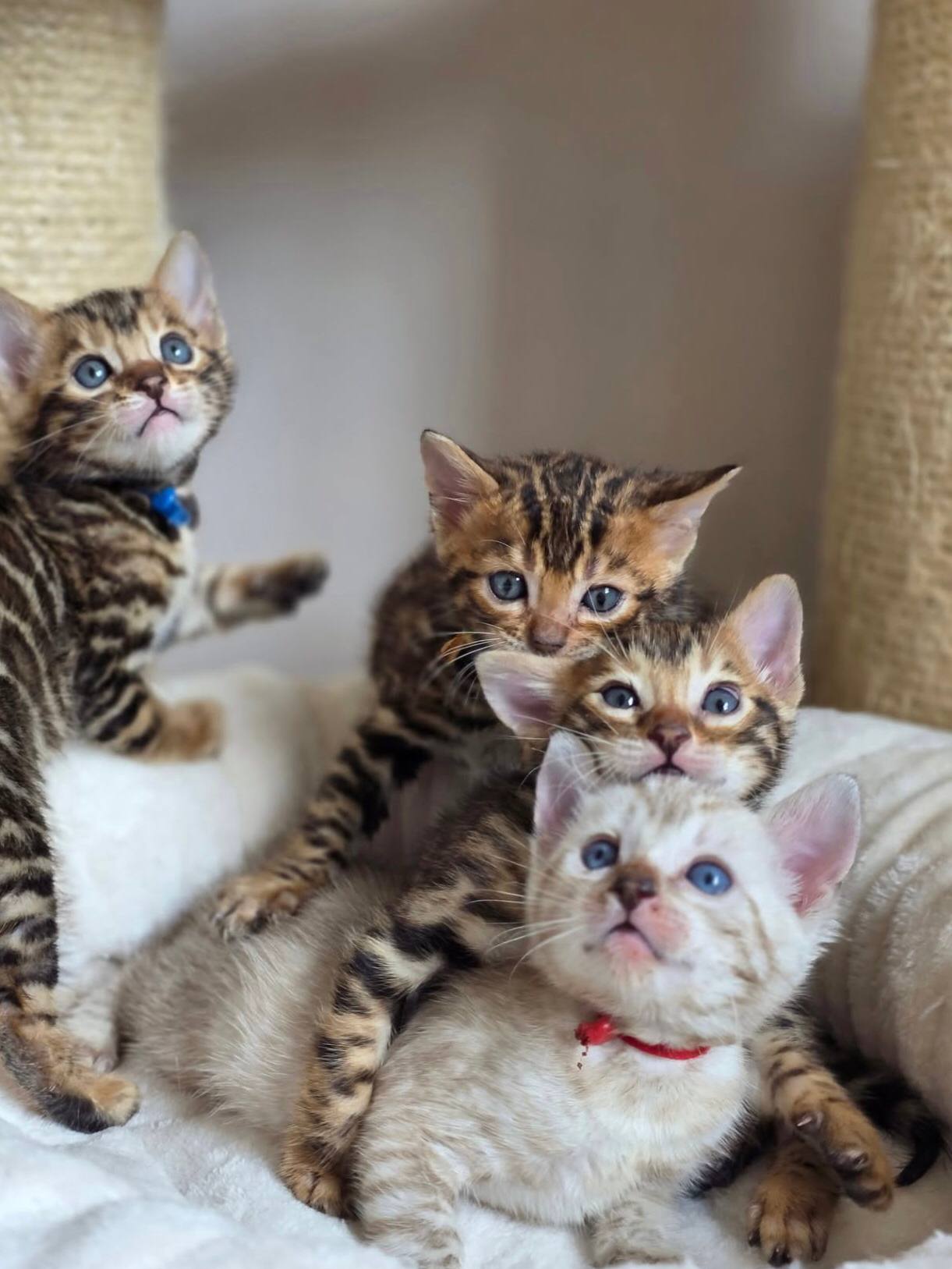 ADORABLE BENGAL KITTENS FOR SALE