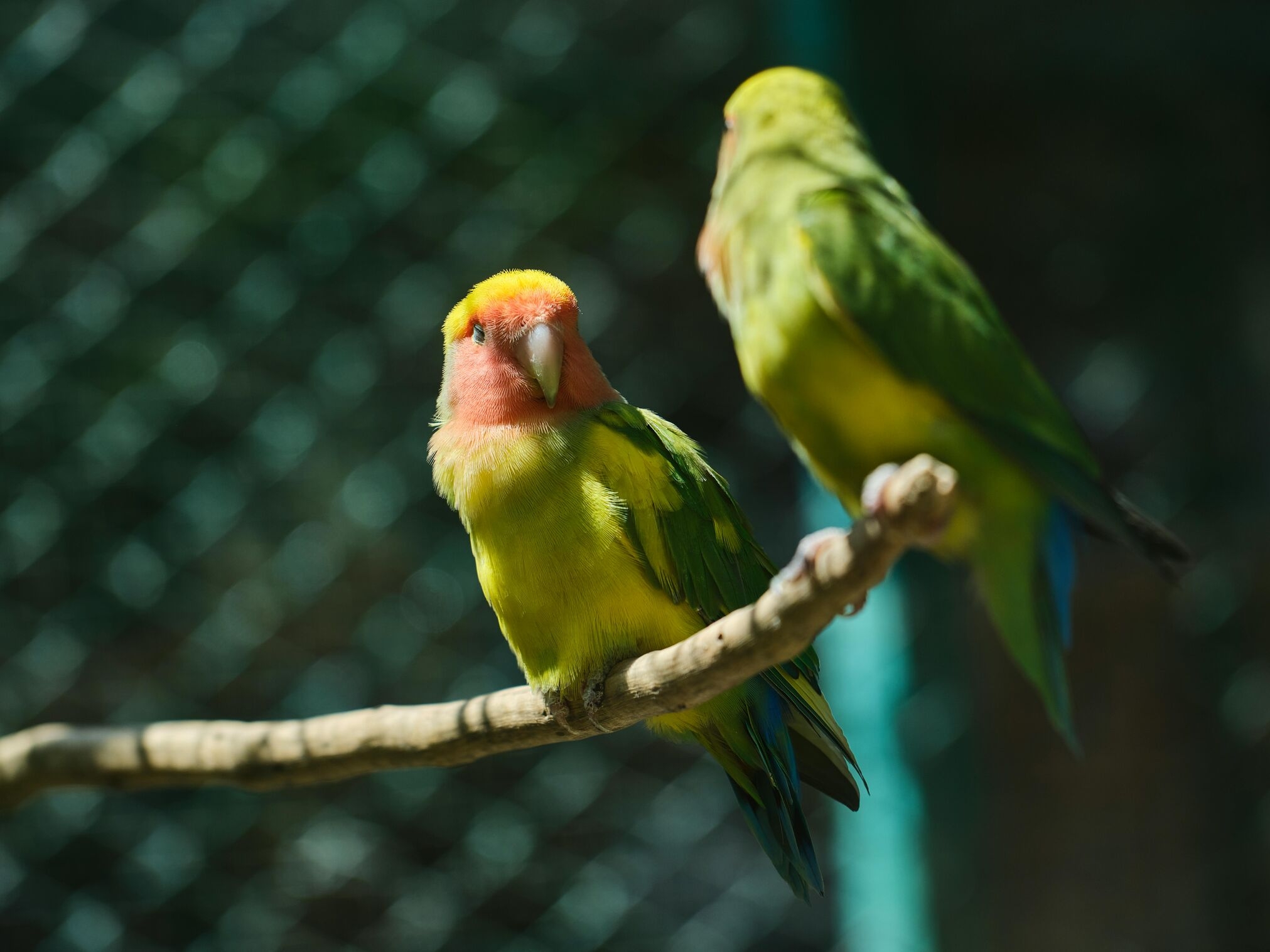 Hand Raised Peach Faced Lovebirds | Mo’s Birds