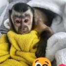 Available Incredible Female/Male Pet Capuchin