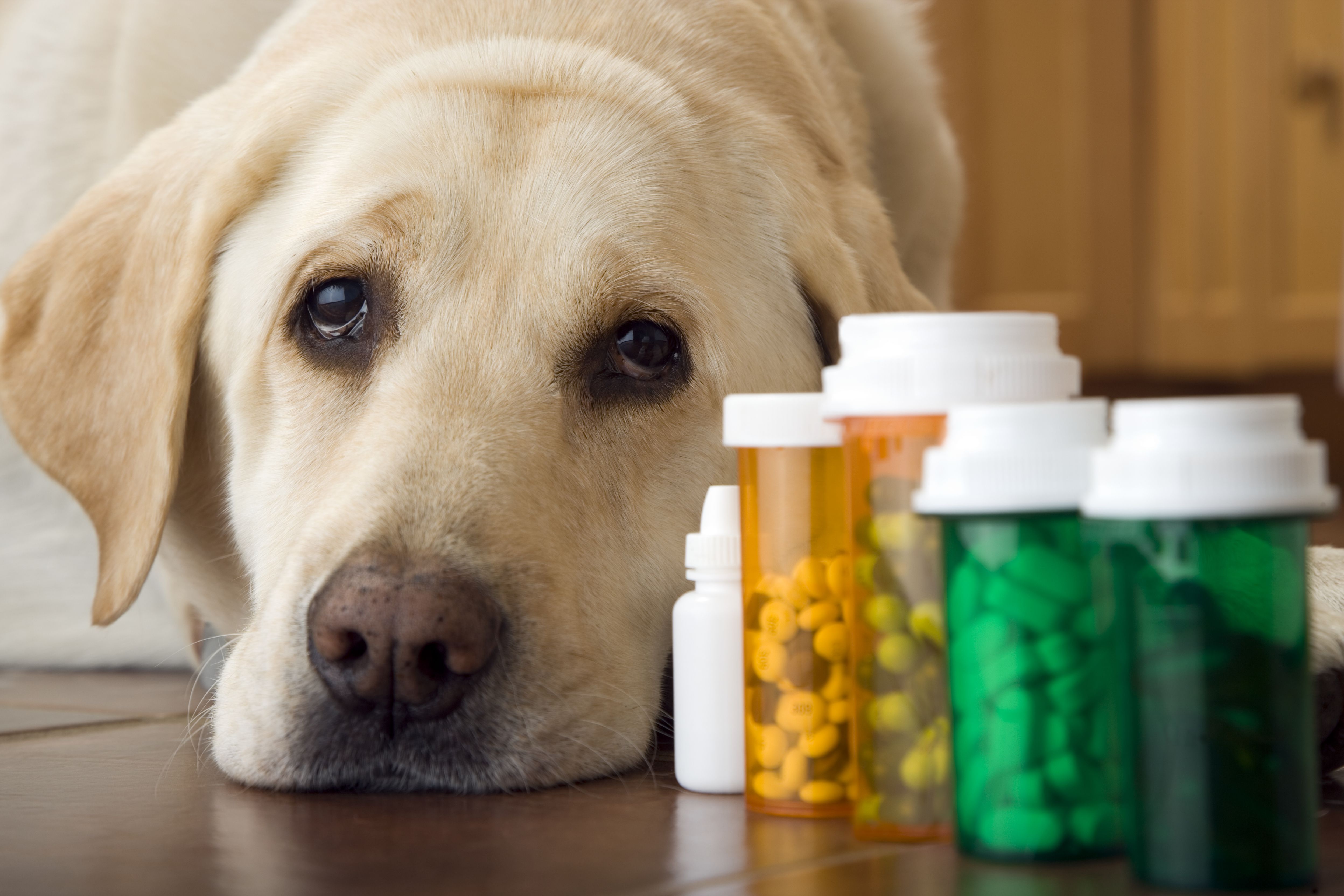 Does Fenbendazole Influence Energy Levels in Dogs