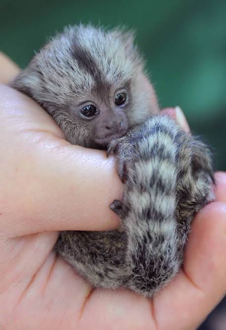 Home trained Male and Female Marmoset Monkeys Ready For Adoption