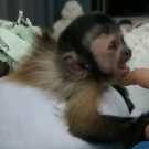 Female/Male Amazing 3Months Old Baby Capuchin