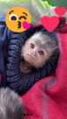 Available Incredible Female/Male Pet Capuchin