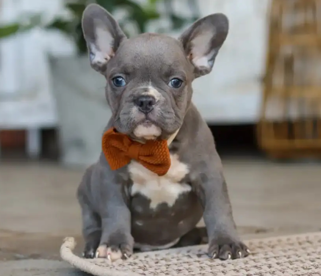 French Bulldog