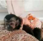 Loving cute Angelic female/Male Pet capuchin