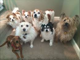 Boarding For Dogs With Medical Needs Near Me Lents