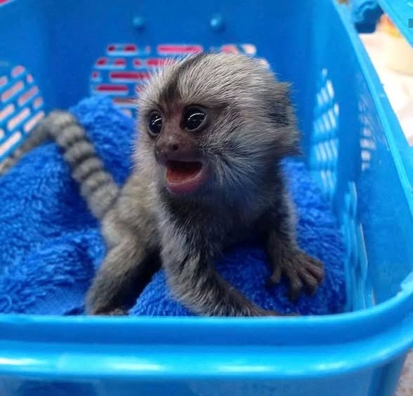 Healthy Marmoset ,Macaque and Capuchin Monkeys for Adoption