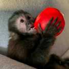 Lovely Capuchin and Potty trained Monkey