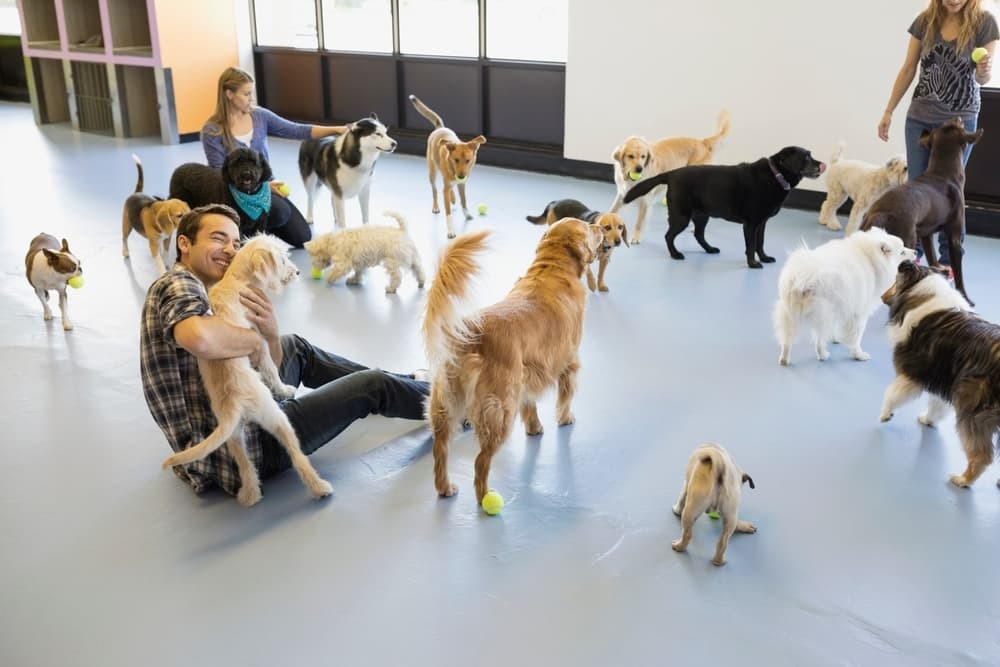 24/7 Dog Boarding Mt. Tabor