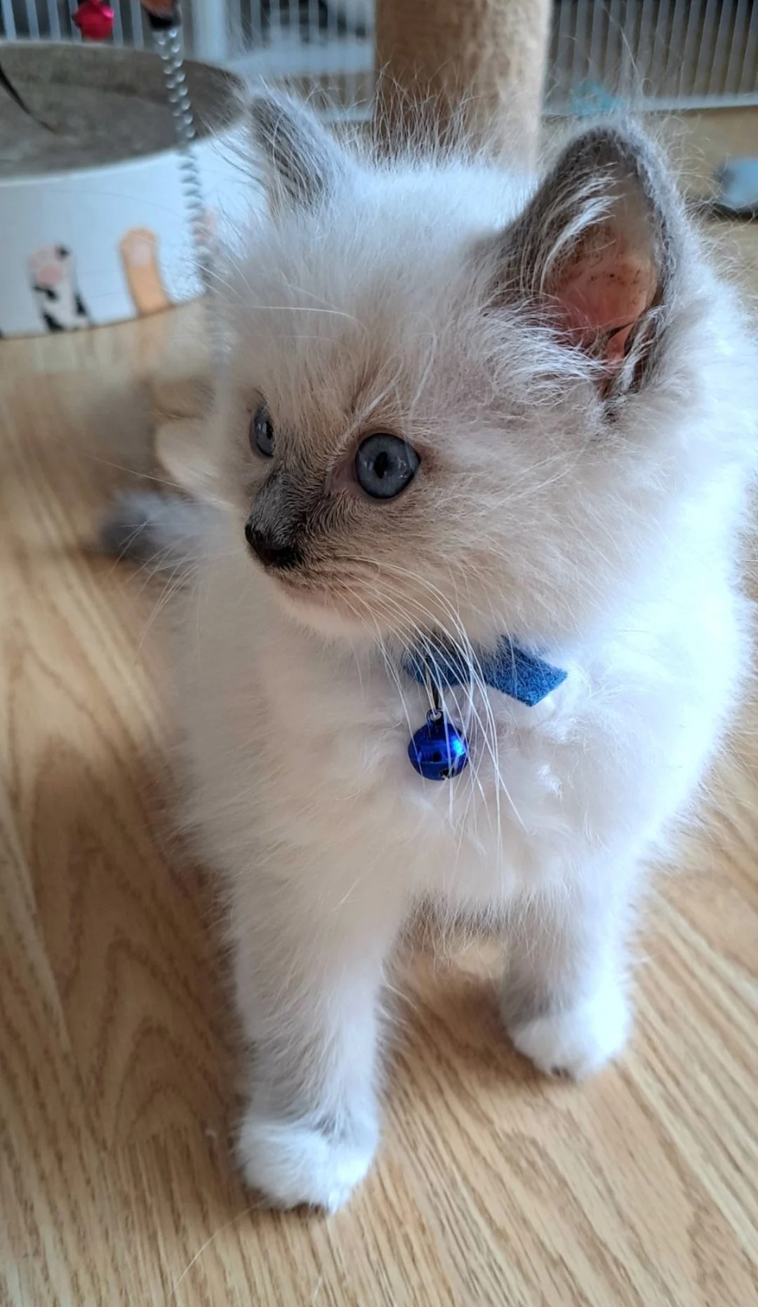 Ragdoll kittens for sale with blue eyes