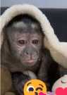 Female / Male 14 Weeks Capuchin Monkey Ready