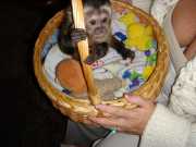 Loving cute Angelic female/Male Pet capuchin