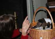 Cute baby capuchin for adoption