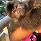 Male and Home trained Female Capuchin Monkey