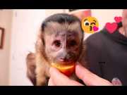 Female/Male Amazing 3Months Old Baby Capuchin