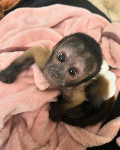 Adorable Capuchin  Monakeys for Good home