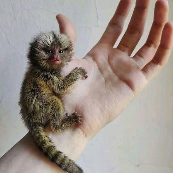 Affectionate Angelic Baby Marmoset Monkey