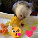 Very Loving Male/ female Capuchin Monkey