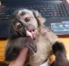 Available Incredible Female/Male Pet Capuchin