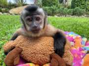 Loving cute Angelic female/Male Pet capuchin