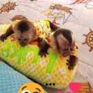 Magnificent potty trained Pet Capuchin
