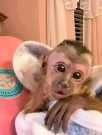 Amazing female Potty Trained Capuchin