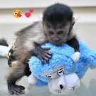 Magnificent potty trained Pet Capuchin