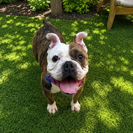 English bulldog for adoption