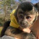 Available Incredible Female/Male Pet Capuchin