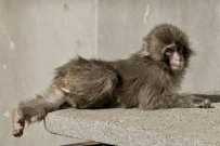 Female/Male Amazing 3Months Old Baby Capuchin