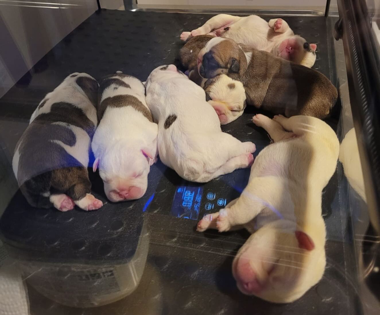 Adorable bulldog puppies for adoption United States