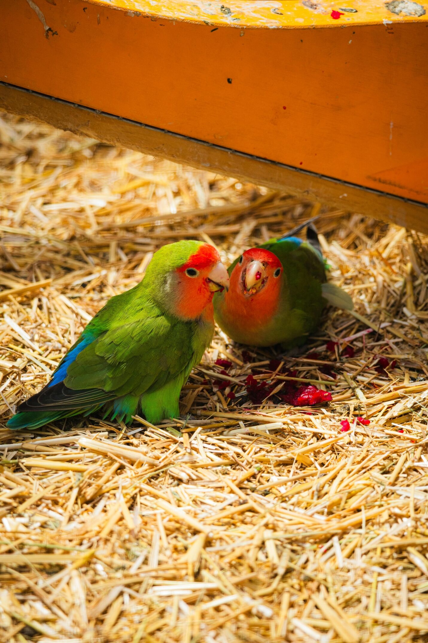 Hand Raised Peach Faced Lovebirds | Mo’s Birds