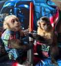 Potty Train Baby Capuchin Monkeys Ready