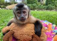 Sweet lovely Baby Capuchin Monkeys