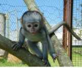 Three months Female/Male trained Capuchin