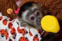 Amazing female Potty Trained Capuchin