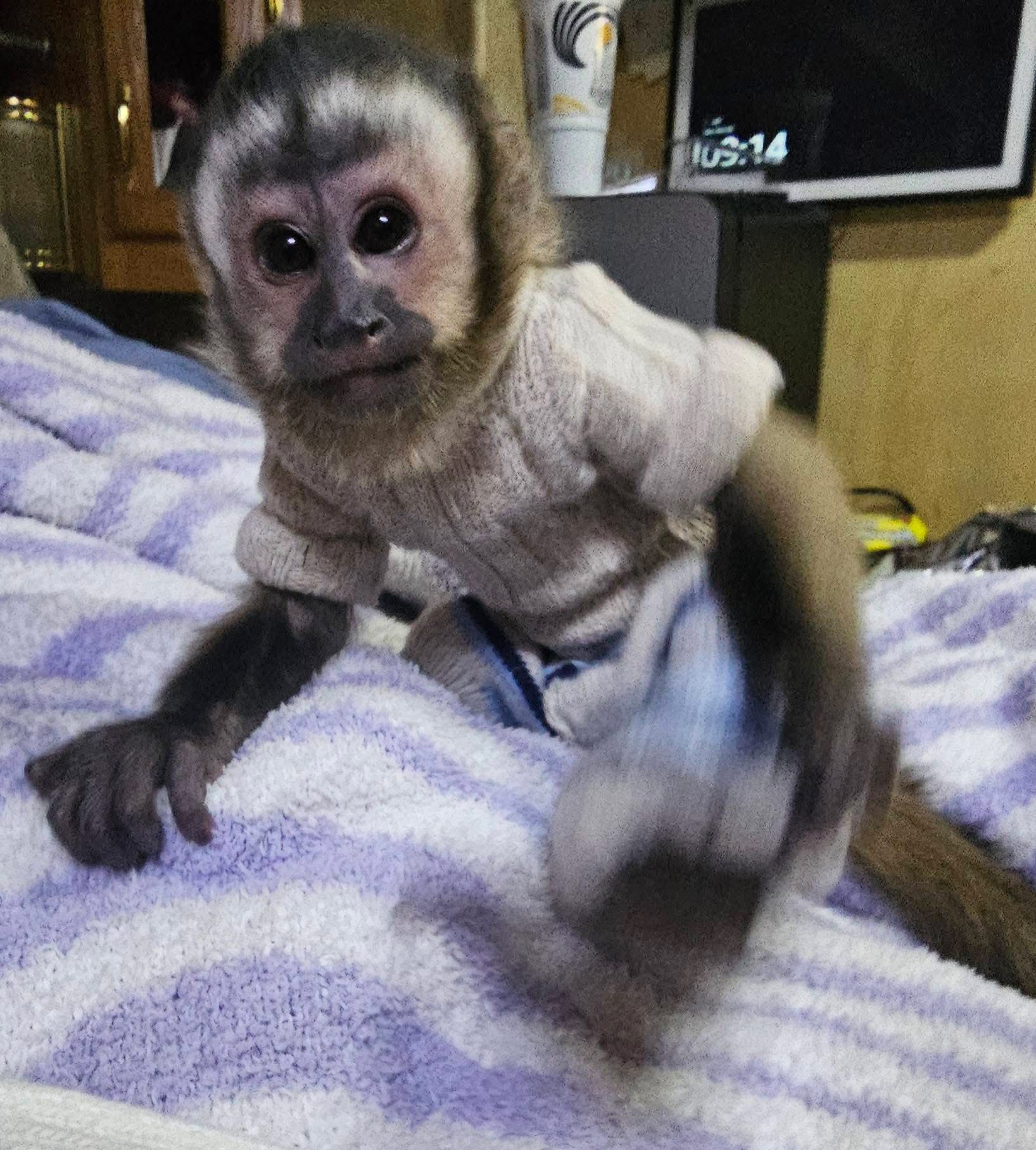 Lovely male and female Capuchin Monkeys