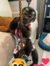 Three months Female/Male trained Capuchin