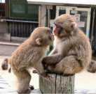 Male and Home trained Female Capuchin Monkey